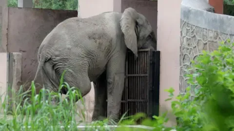 The Solitary Existence and Passing of Delhi’s Only African Elephant